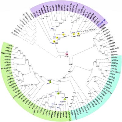 Independent Evolution of Strychnine Recognition by Bitter Taste Receptor Subtypes